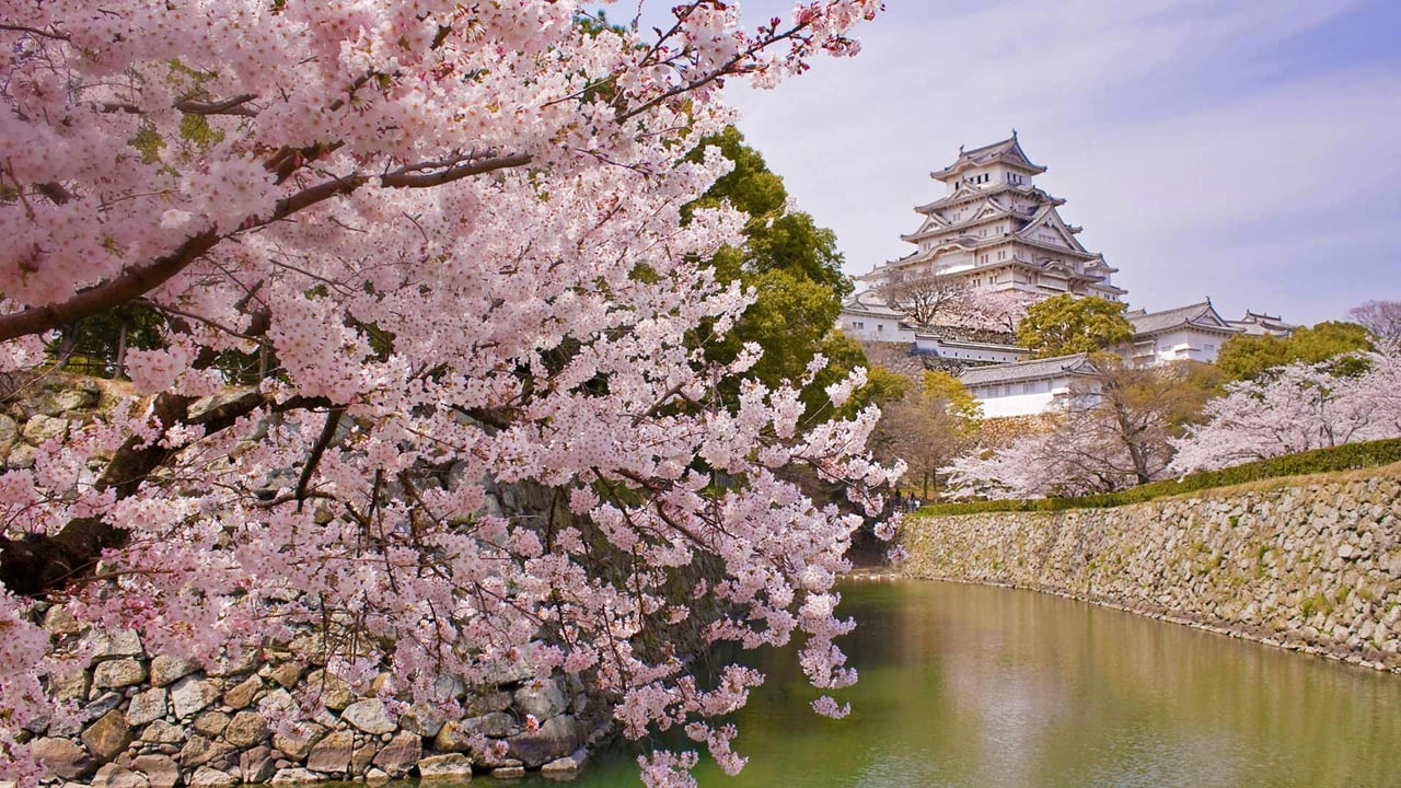 Cherry blossoms and Himeji Castle in Himeji, Japan (© Tororo/Getty Images) desktop wallpaper