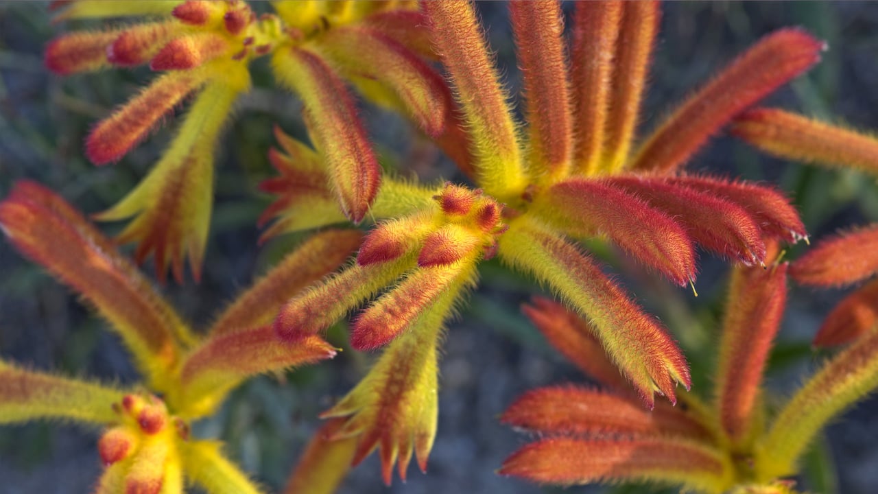 Catspaw (Anigozanthos humilis) flowers, Yilliminning Rock Reserve, Western Australia (© Krystyna Szulecka/Minden Pictures) desktop wallpaper