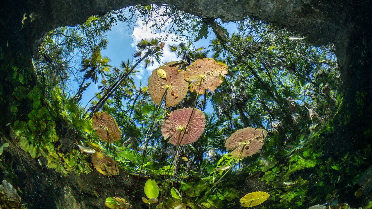 Water lilies at the surface of Cenote Nicte-Ha, Tulum, Mexico (© Franco Banfi/NPL/Minden Pictures) desktop wallpaper