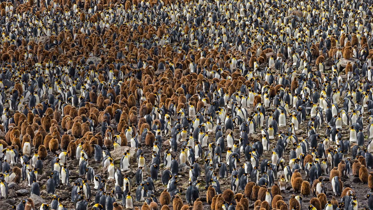 A nesting colony of king penguins in South Georgia, Antarctica (© Ralph Lee Hopkins/National Geographic/Offset) desktop wallpaper