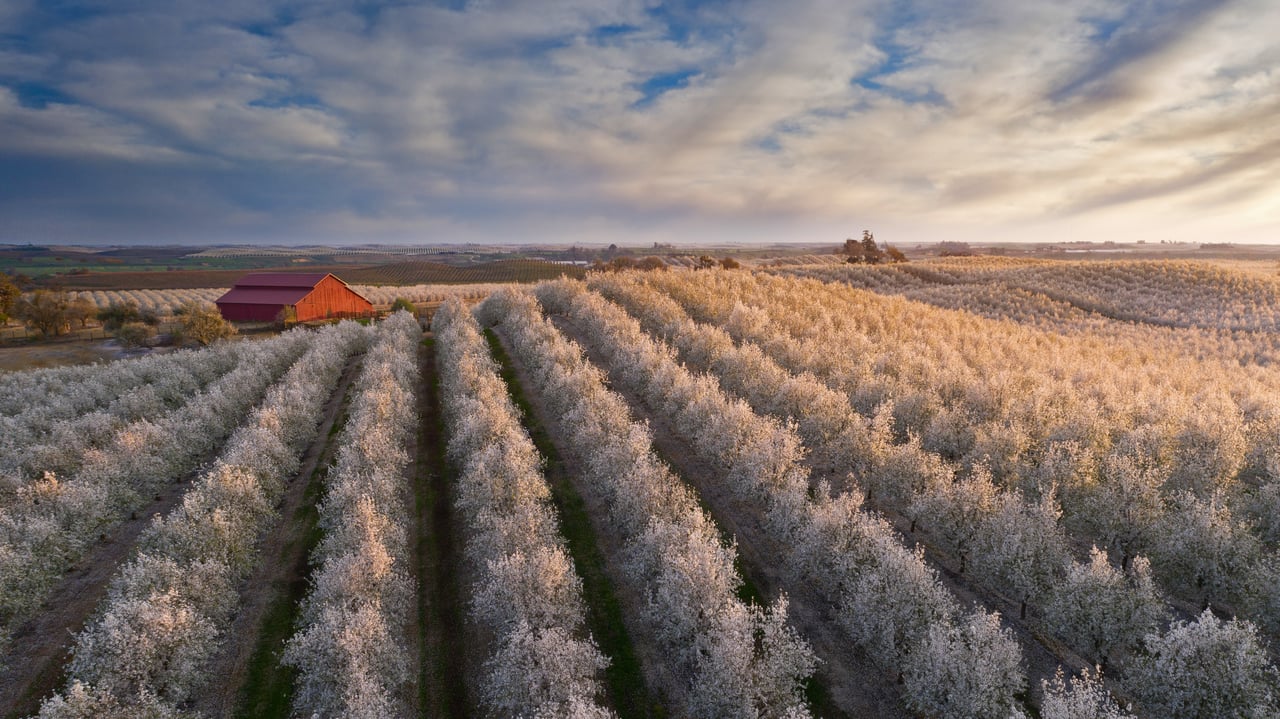 Flowering almond trees in California's Central Valley (© Jeffrey Lewis/Tandem Stills + Motion) desktop wallpaper