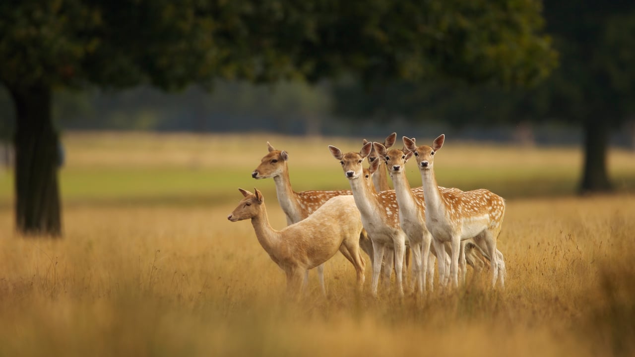 European fallow deer, England (© Enrique Aguirre Aves/Getty Images) desktop wallpaper