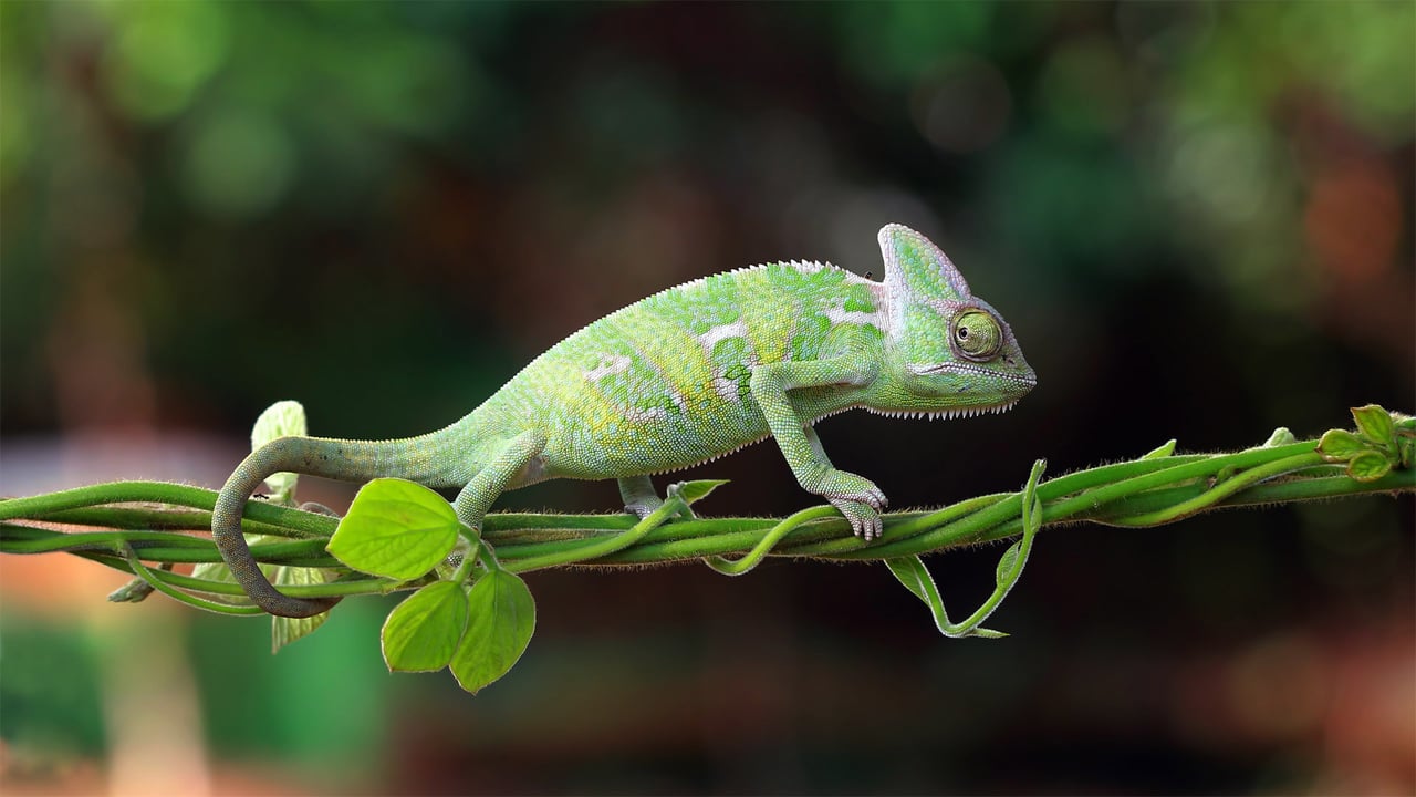 Chameleon walking on a plant, Indonesia (© SnapRapid/Offset by Shutterstock) desktop wallpaper