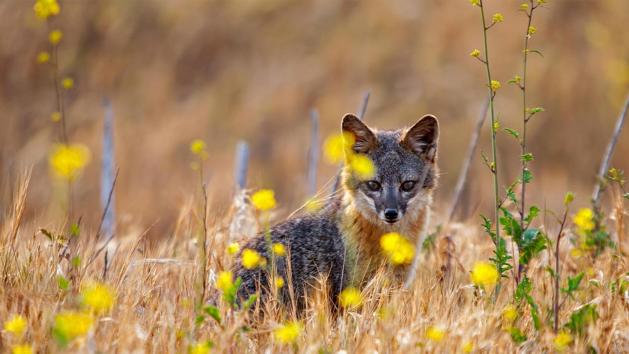 Island fox on Santa Cruz Island, Channel Islands National Park, California (© Ian Shive/Tandem Motion + Stills) desktop wallpaper