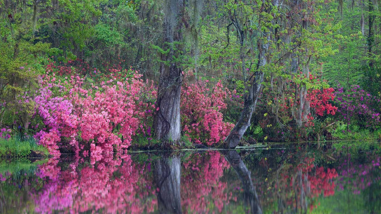 Azaleas in bloom at Magnolia Plantation and Gardens, Charleston, South Carolina (© Joanne Wells/Danita Delimont) desktop wallpaper