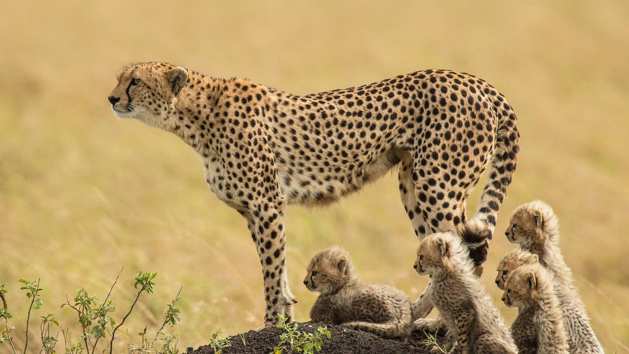 A mother cheetah and her cubs in the Maasai Mara National Reserve, Kenya (© Scott Davis/Tandem Stills + Motion) desktop wallpaper