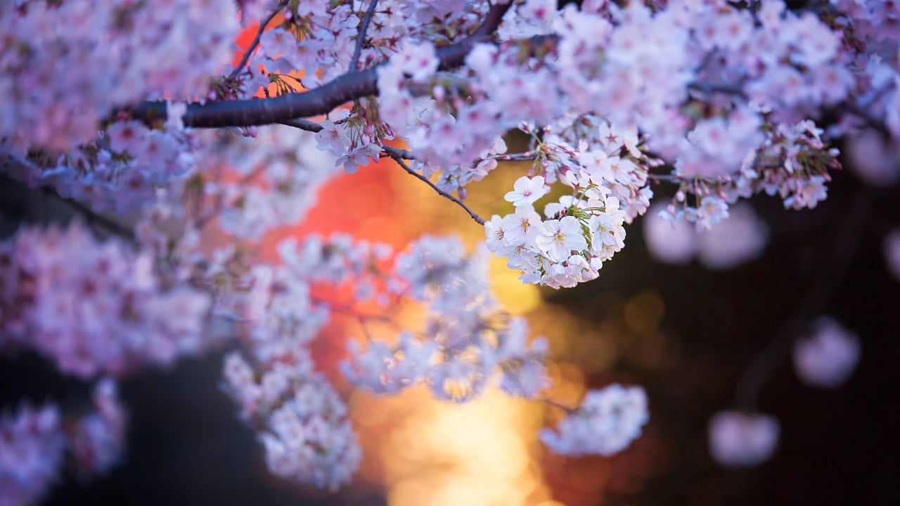 目黒川沿いの桜, 東京 (© twomeows/Getty Images) desktop wallpaper