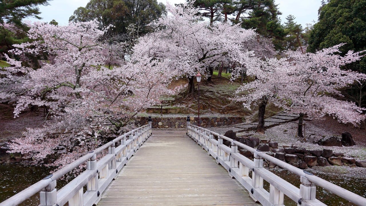 奈良公園, 奈良県 奈良市 (© AaronChenPS2/Shutterstock) desktop wallpaper