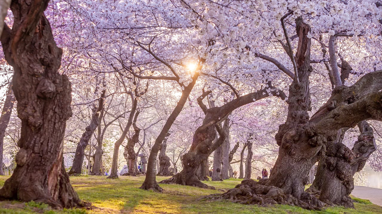 The National Cherry Blossom Festival in Washington, DC (© f11photo/Getty Images) desktop wallpaper