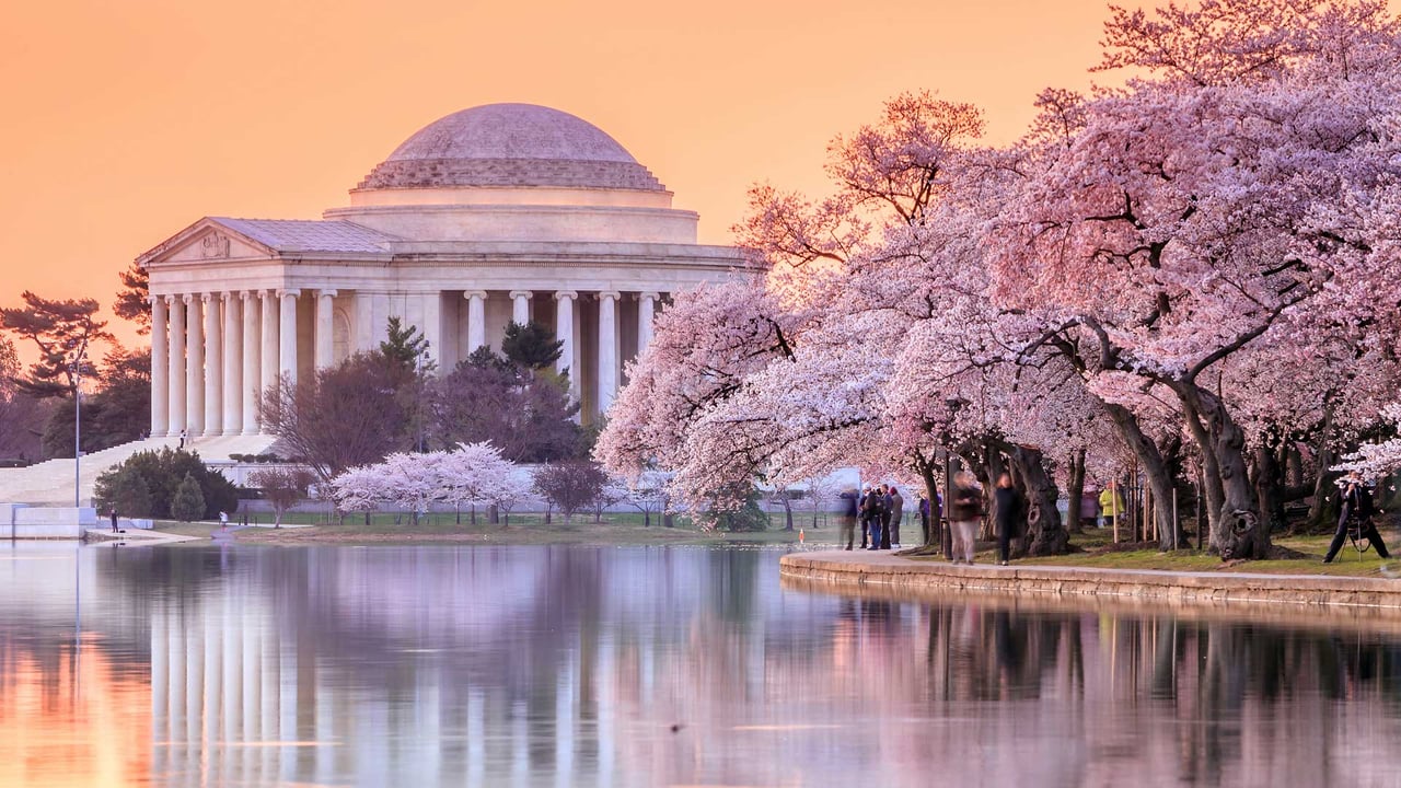 The Jefferson Memorial during the Cherry Blossom Festival, Washington, DC (© f11photo/Shutterstock) desktop wallpaper