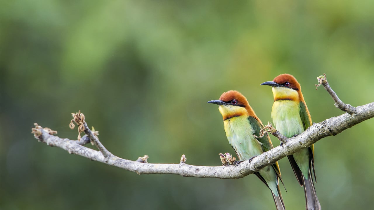 Chestnut-headed bee-eaters, Bardia National Park, Nepal (© PACO COMO/Shutterstock) desktop wallpaper