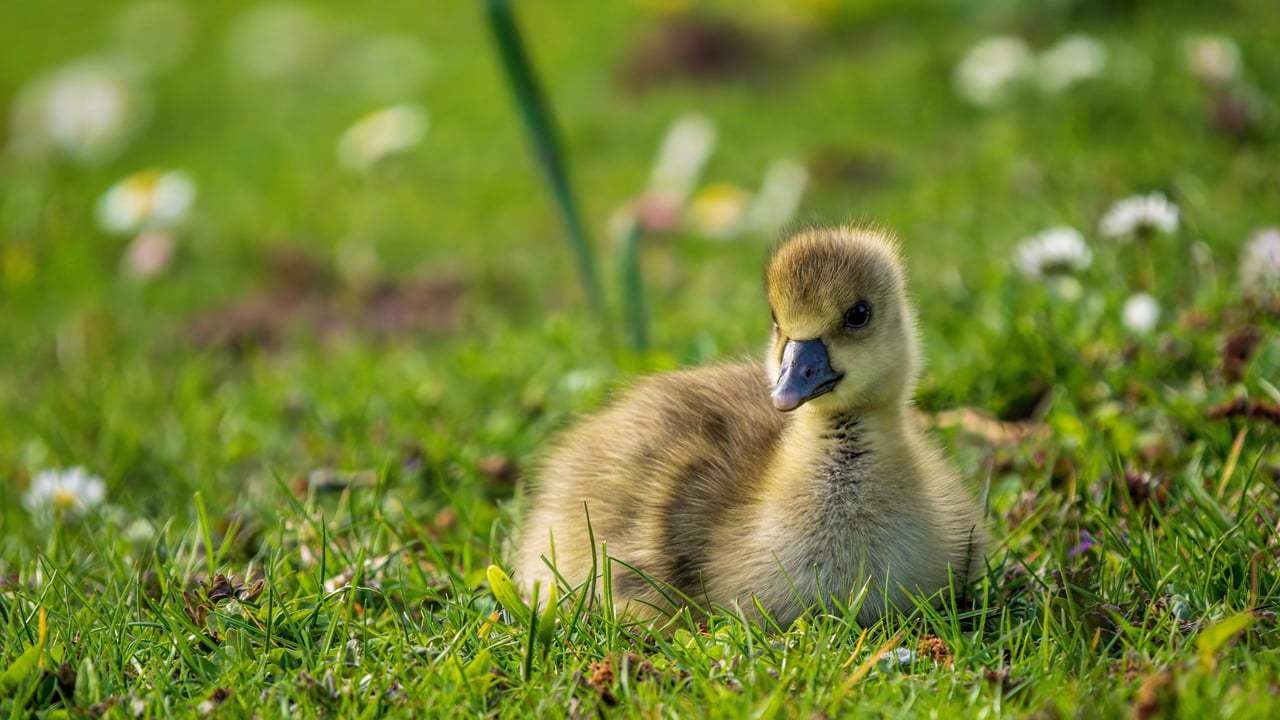 Gänseküken auf einer Wiese im Ahnepark, Vellmar, Hessen (© Gerhard Hagen/Getty Images) desktop wallpaper