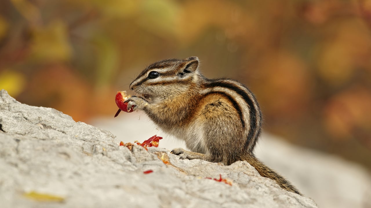 Least Chipmunk (Tamias minimus) adult, feeding on berries in Autumn, Jasper National Park, Alta. (© Ignacio Yufera/Minden Pictures) desktop wallpaper