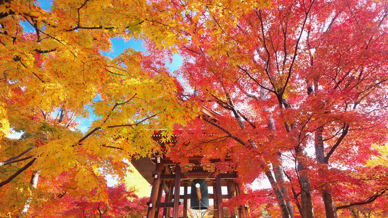 紅葉の智積院鐘楼堂, 京都 (© Masataka Ishi/AFLO/4Corners) desktop wallpaper