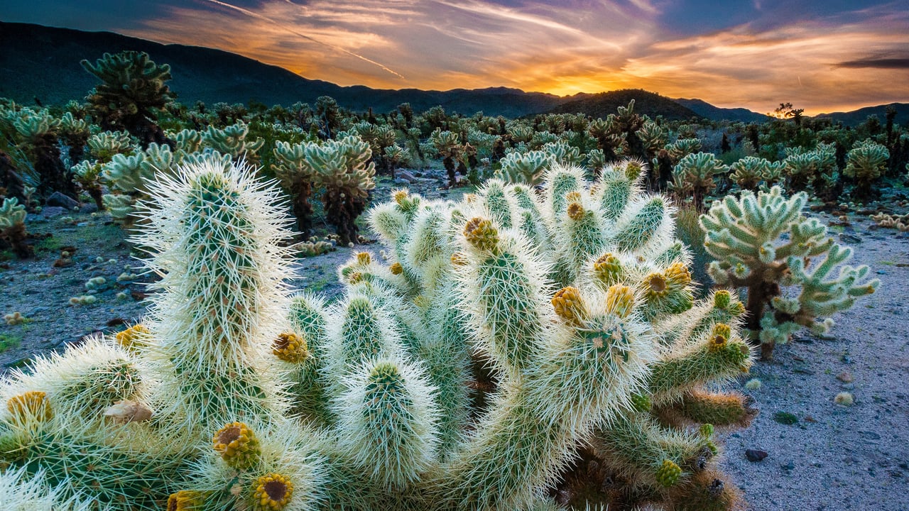 The Cholla Cactus Garden in Joshua Tree National Park, California (© Bryan Jolley/Tandem Stills + Motion) desktop wallpaper
