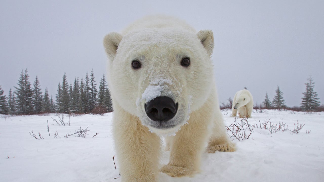Polar bear investigating a camera, Churchill, Manitoba, Canada (© Matthias Breiter/Minden Pictures) desktop wallpaper