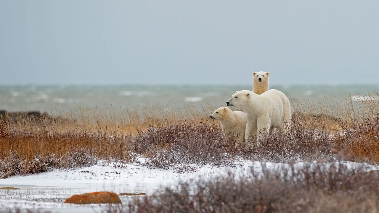 Eisbärenfamilie in der Nähe der Hudson Bay in Churchill, Manitoba, Kanada (© Marco Pozzi Photographer/Getty Images) desktop wallpaper