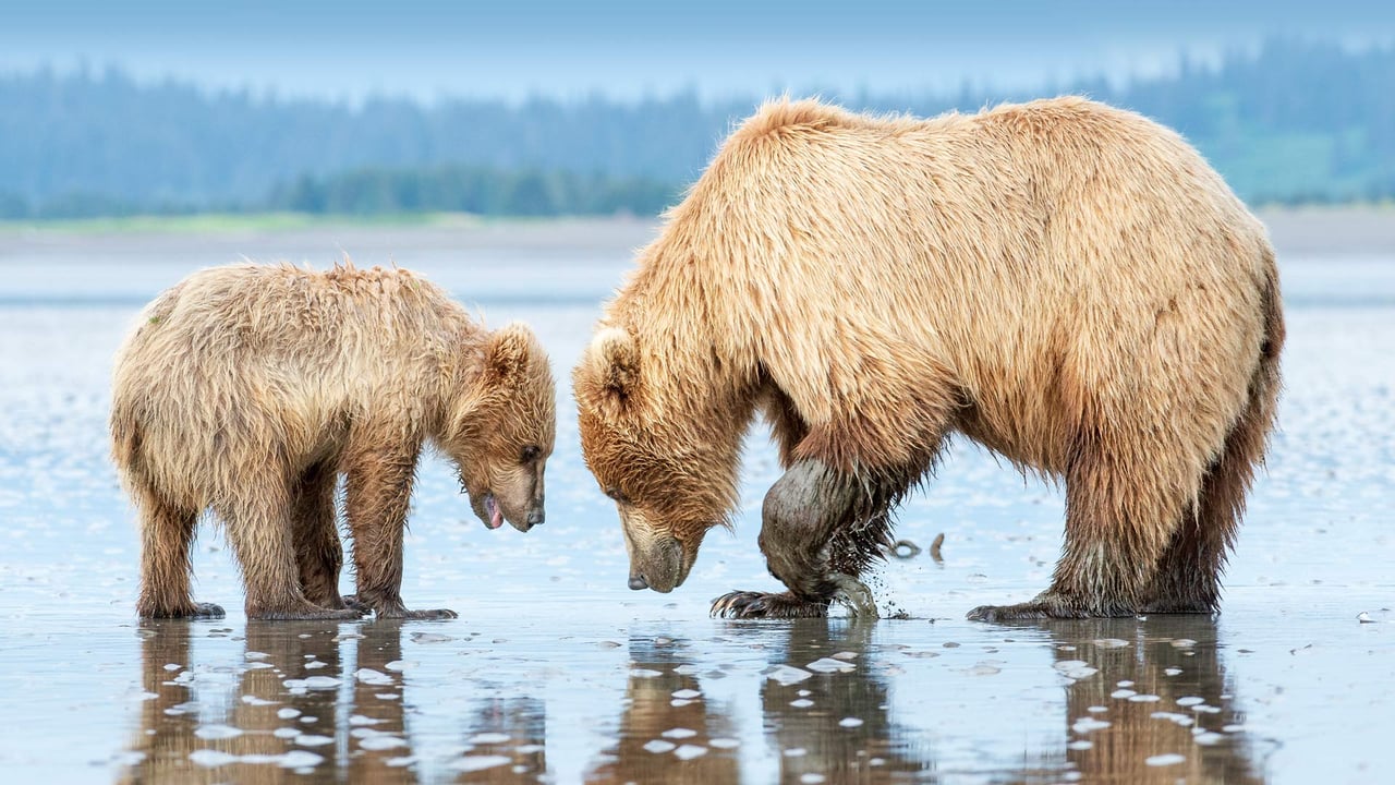 Brown bear mother and cub, Lake Clark National Park and Preserve, Alaska (© Carlos Carreno/Getty Images) desktop wallpaper