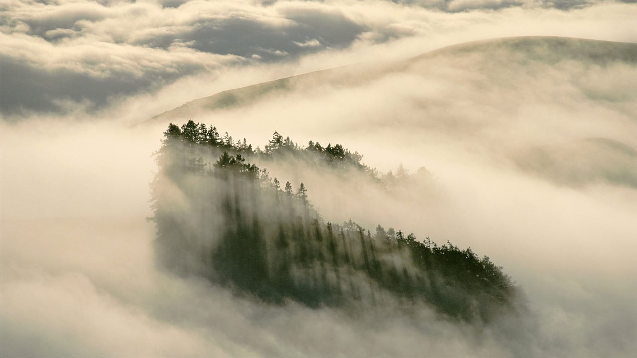 Coast redwoods in Henry Cowell Redwoods State Park, California (© Gallery Stock) desktop wallpaper