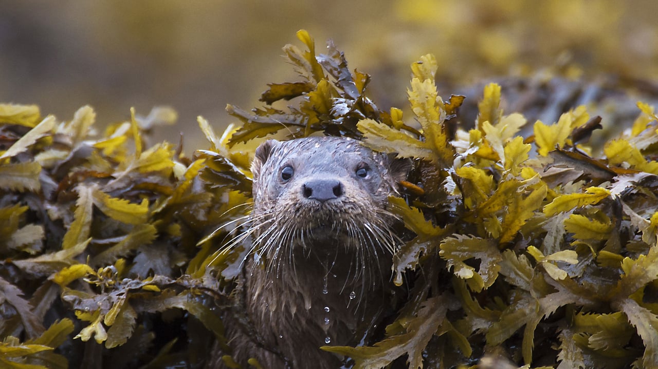 Otter (Lutra Lutra) in seaweed, Ardnamurchan. (© Michael Durham/Minden Pictures) desktop wallpaper
