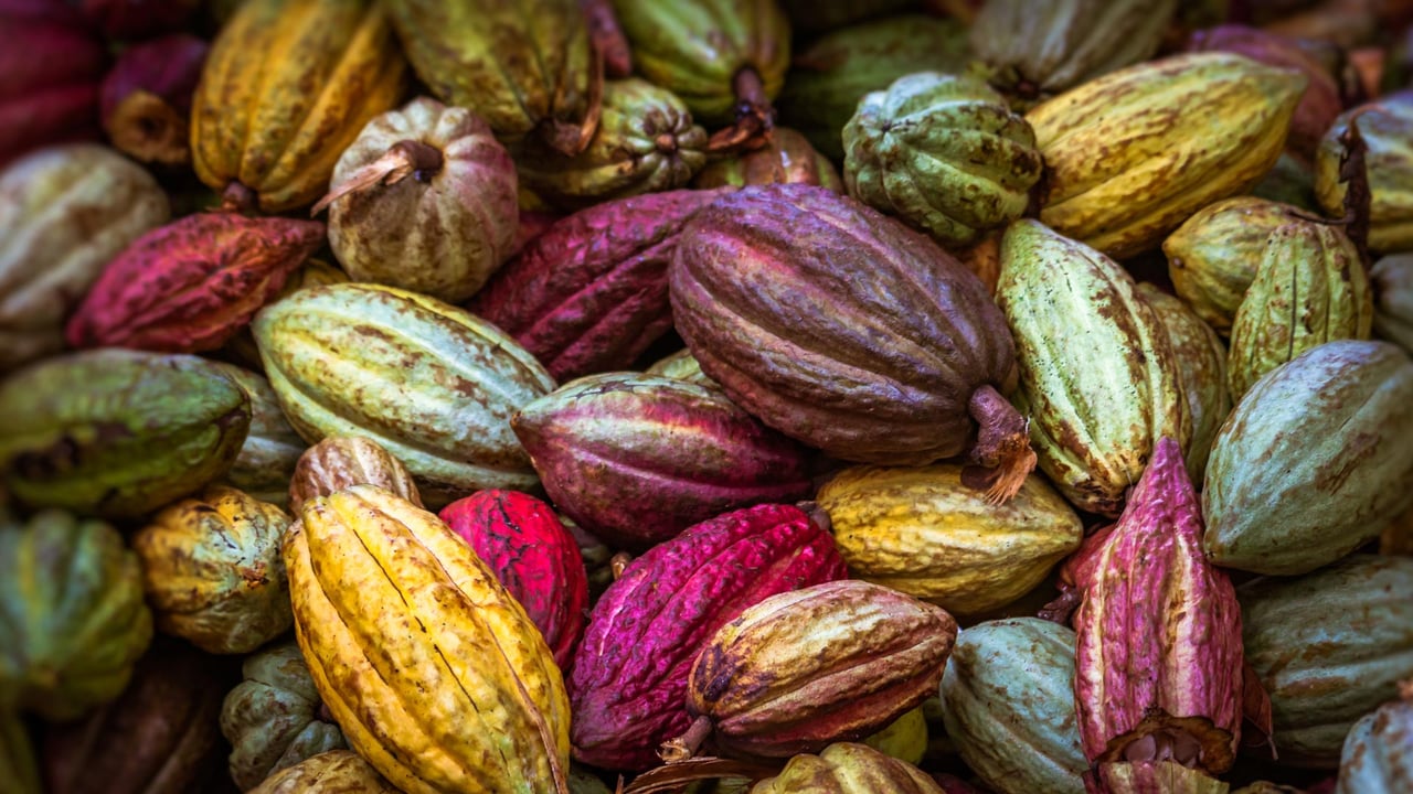 Cocoa pods from Ambanja, Madagascar (© pierivb/Getty Images) desktop wallpaper
