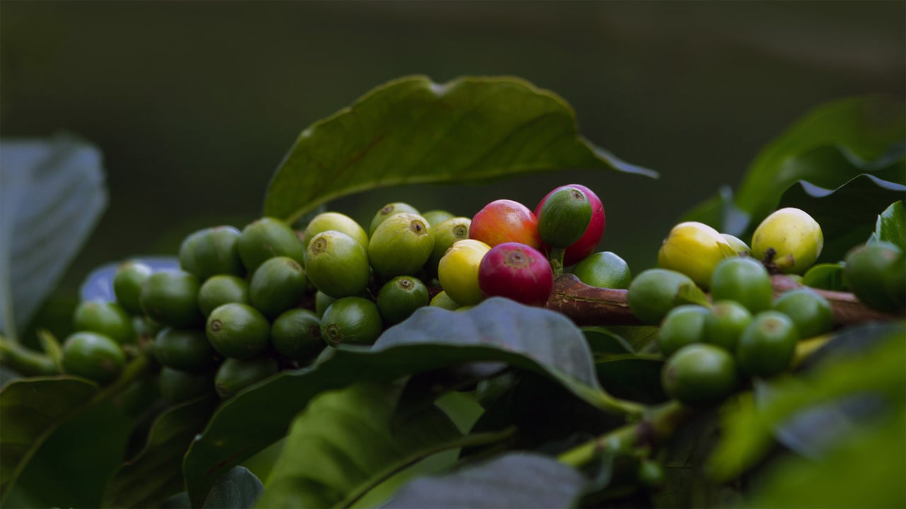 Coffee cherries in Quindío, Colombia (© The Colombian Way Ltda/Getty Images) desktop wallpaper