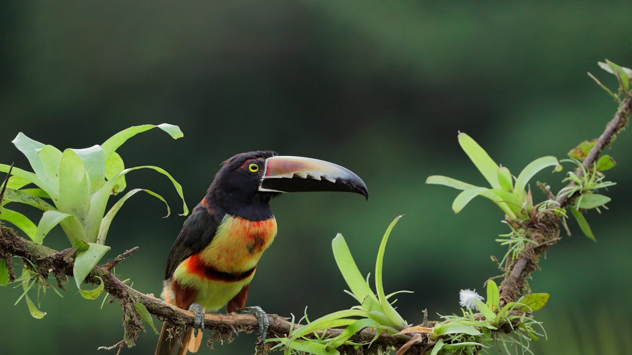 Collared aracari, Costa Rica (© Juan Carlos Vindas/Getty Images) desktop wallpaper