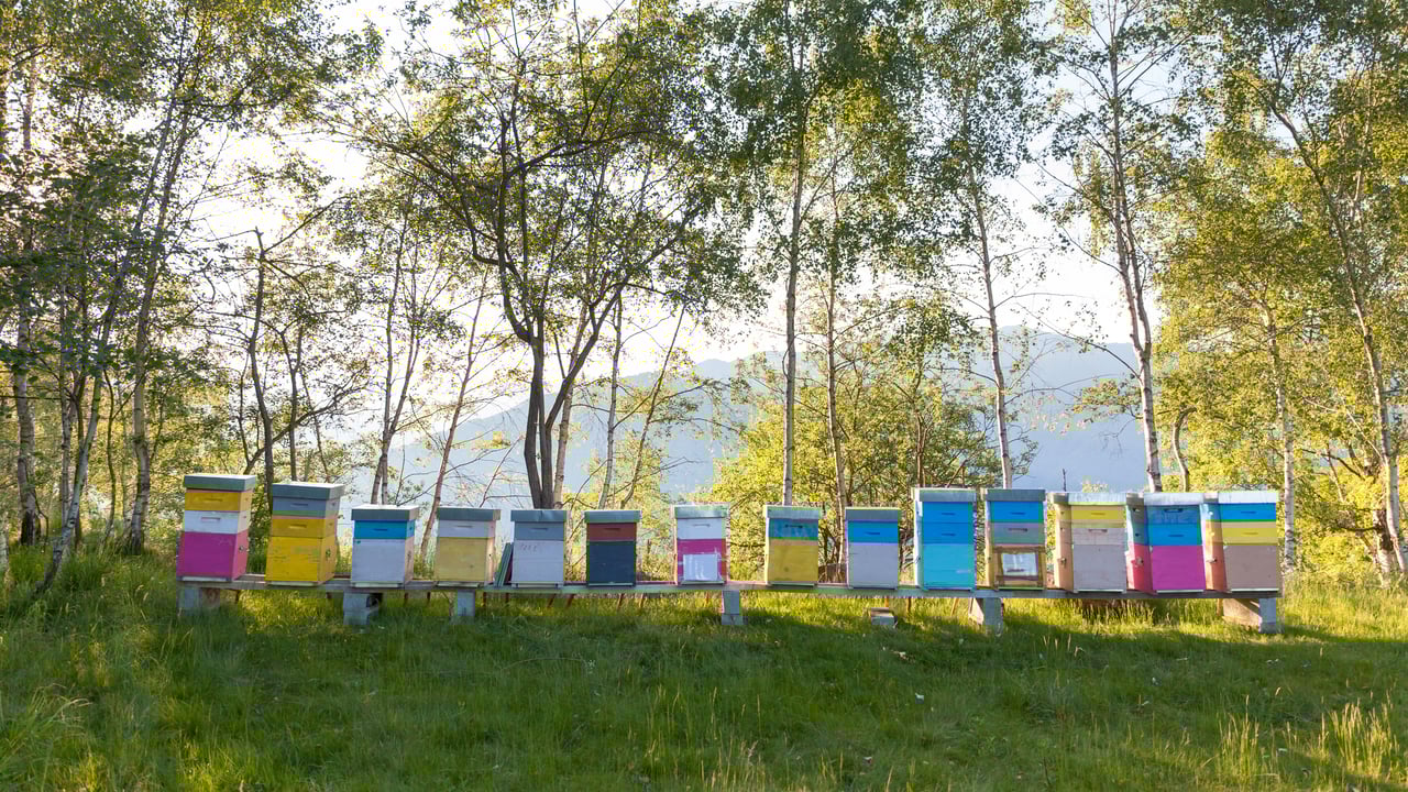 Colorful beehives in Italy (© Roberto Caucino/Shutterstock) desktop wallpaper