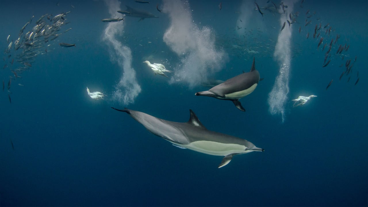 Long-beaked common dolphin pod and diving Cape gannets hunting sardines off the Eastern Cape, South Africa (© Pete Oxford/Minden Pictures) desktop wallpaper