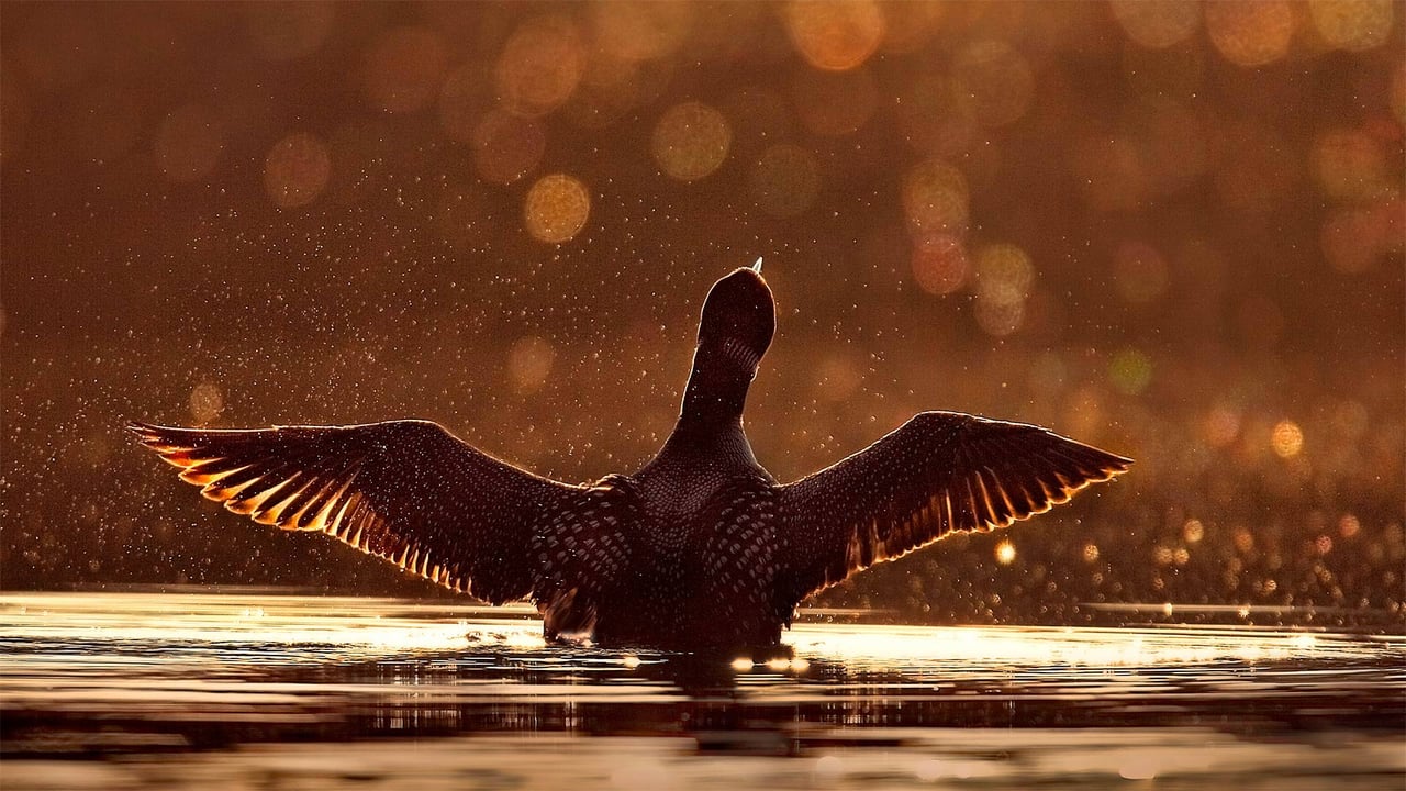 A common loon in the Superior National Forest in Minnesota (© Jim Brandenburg/Minden Pictures) desktop wallpaper