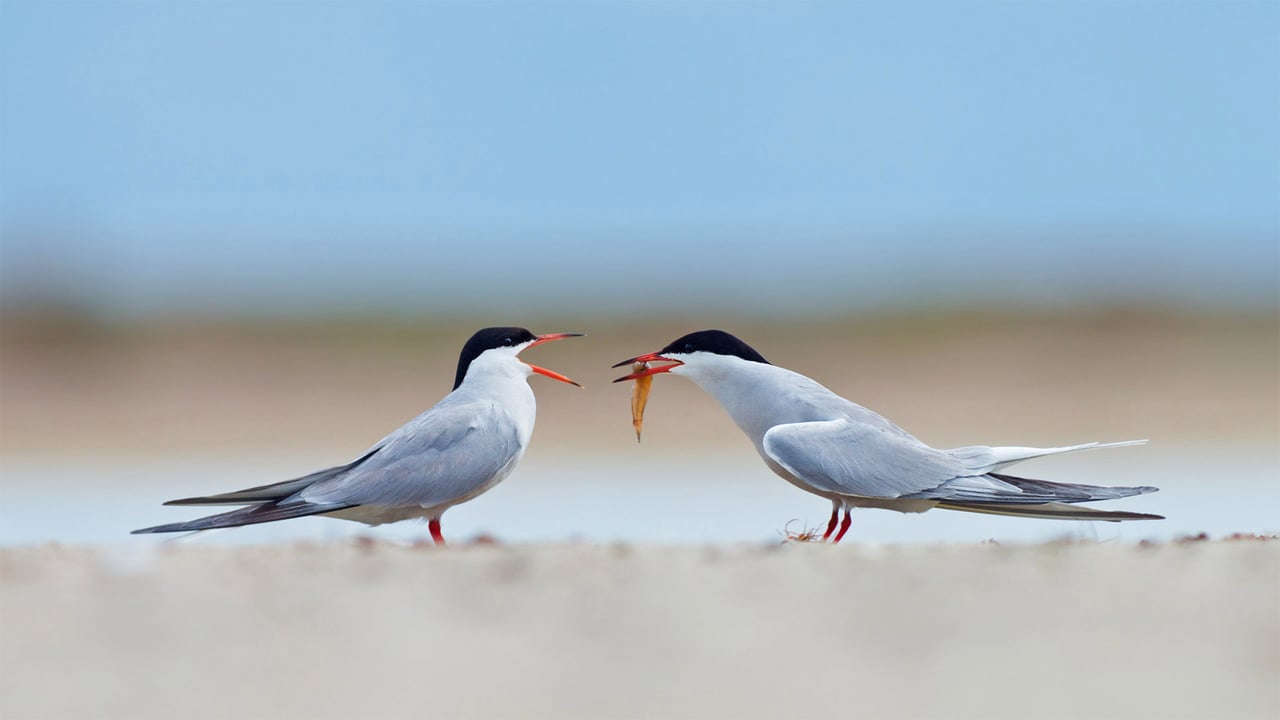 Common terns sharing a small fish (© Ryzhkov Sergey/Shutterstock) desktop wallpaper
