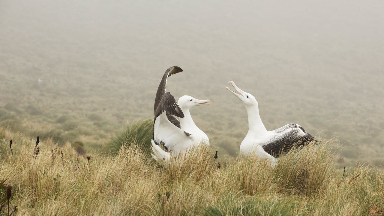 Couple d’albatros royal jouant sur l’île Campbell, Nouvelle-Zélande (© Mike Potts/Minden) desktop wallpaper