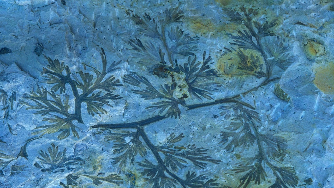 A fossilized carboniferous fern (© Juan Carlos Munoz/Minden Pictures) desktop wallpaper