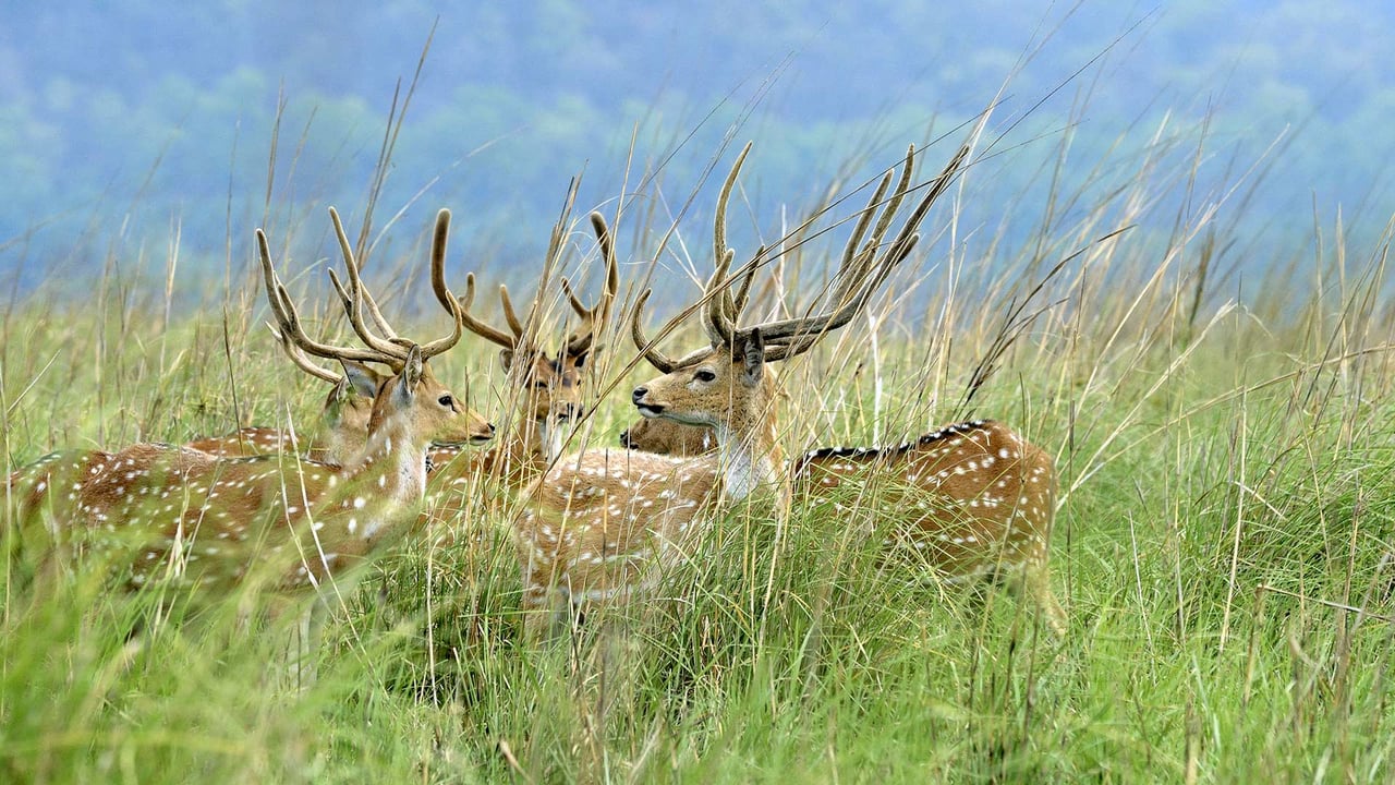 Deer in the grasslands at Jim Corbett National Park, Uttarakhand, India (© FLPA/Alamy Stock Photo) desktop wallpaper