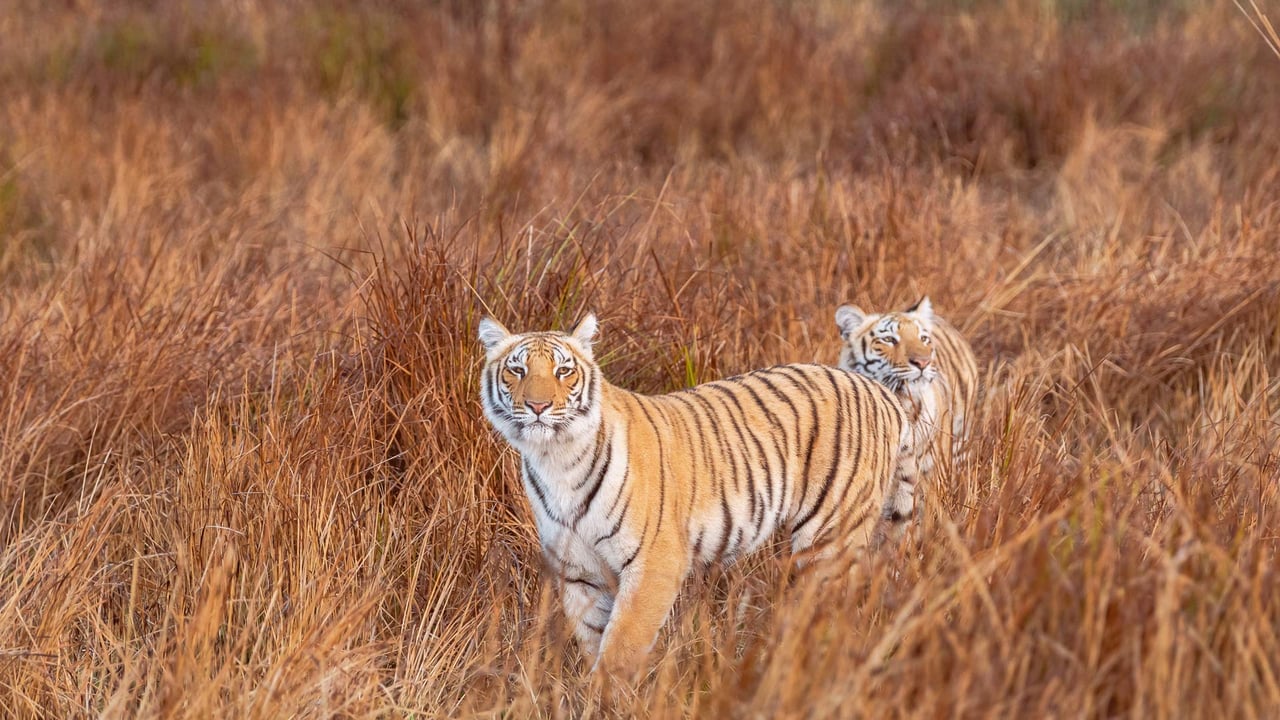 Tiger siblings in Jim Corbett National Park, Uttarakhand, India (© Sourabh Bharti/Getty Images) desktop wallpaper