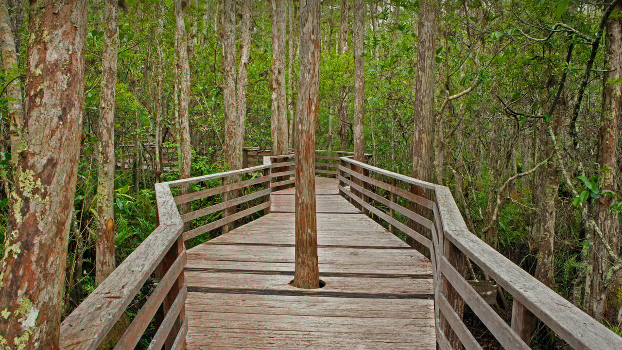 Boardwalk Trail at Corkscrew Swamp Sanctuary in Florida (© Bill Gozansky/Alamy) desktop wallpaper
