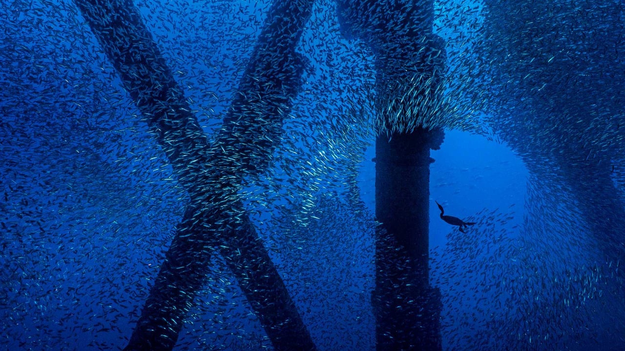 A Brandt's cormorant hunts for a meal in a school of Pacific chub mackerel beneath an oil rig off the coast of Los Angeles, California (© Alex Mustard/Minden Pictures) desktop wallpaper