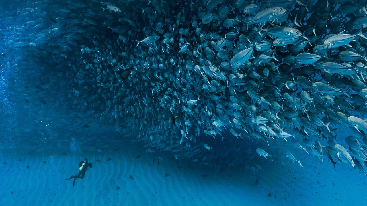 Thousands of jack fish swimming together at Cabo Pulmo National Park, Sea of Cortez, Baja California, Mexico (© Christian Vizl/Tandem Stills + Motion) desktop wallpaper