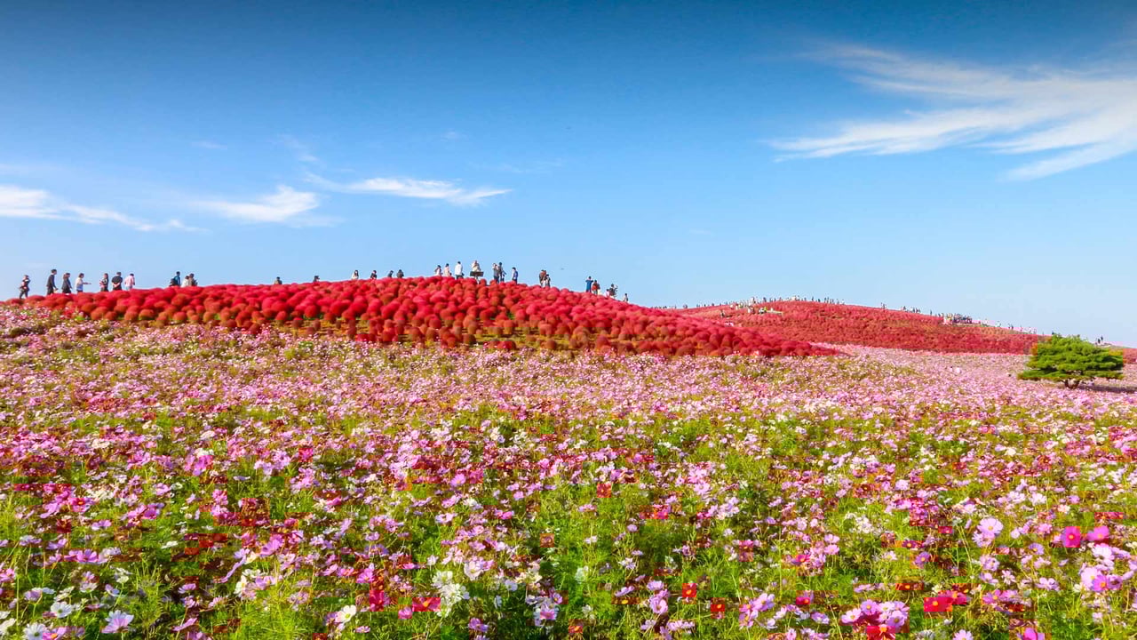 国営ひたち海浜公園, 茨城県 ひたちなか市 (© ThePonAek/Shutterstock) desktop wallpaper