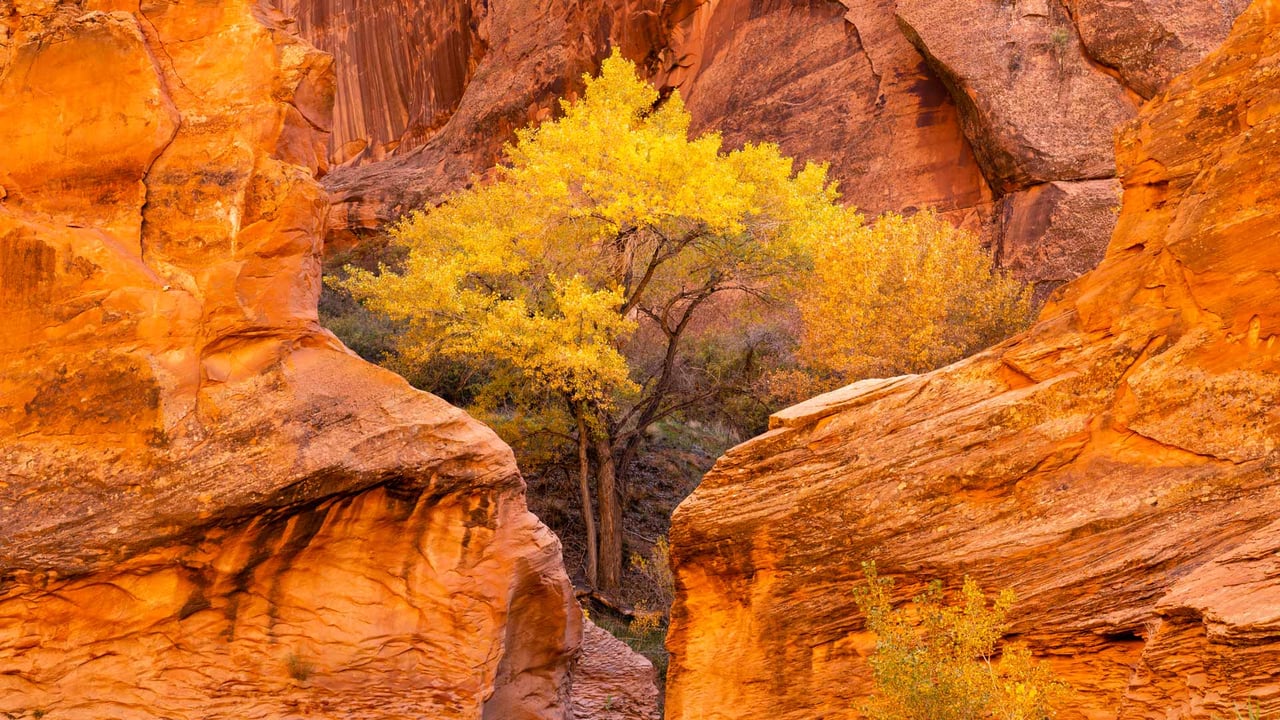 Cottonwood trees and red sandstone in Coyote Gulch, Glen Canyon National Recreation Area, Utah (© Stephen Matera/Tandem Stills + Motion) desktop wallpaper