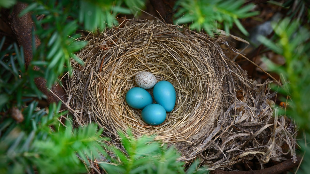 Robin's nest with a brown-headed cowbird egg (© Edward Kinsman/Science Photo Library) desktop wallpaper