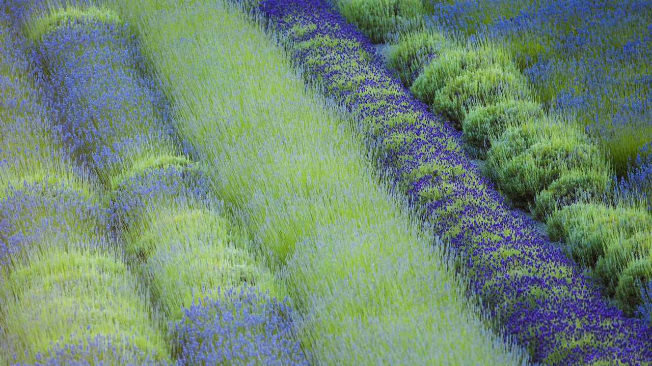 Rows of different lavender plants in a field in the Cowichan Valley in British Columbia (© plainpicture/Design Pics/Debra Brash) desktop wallpaper
