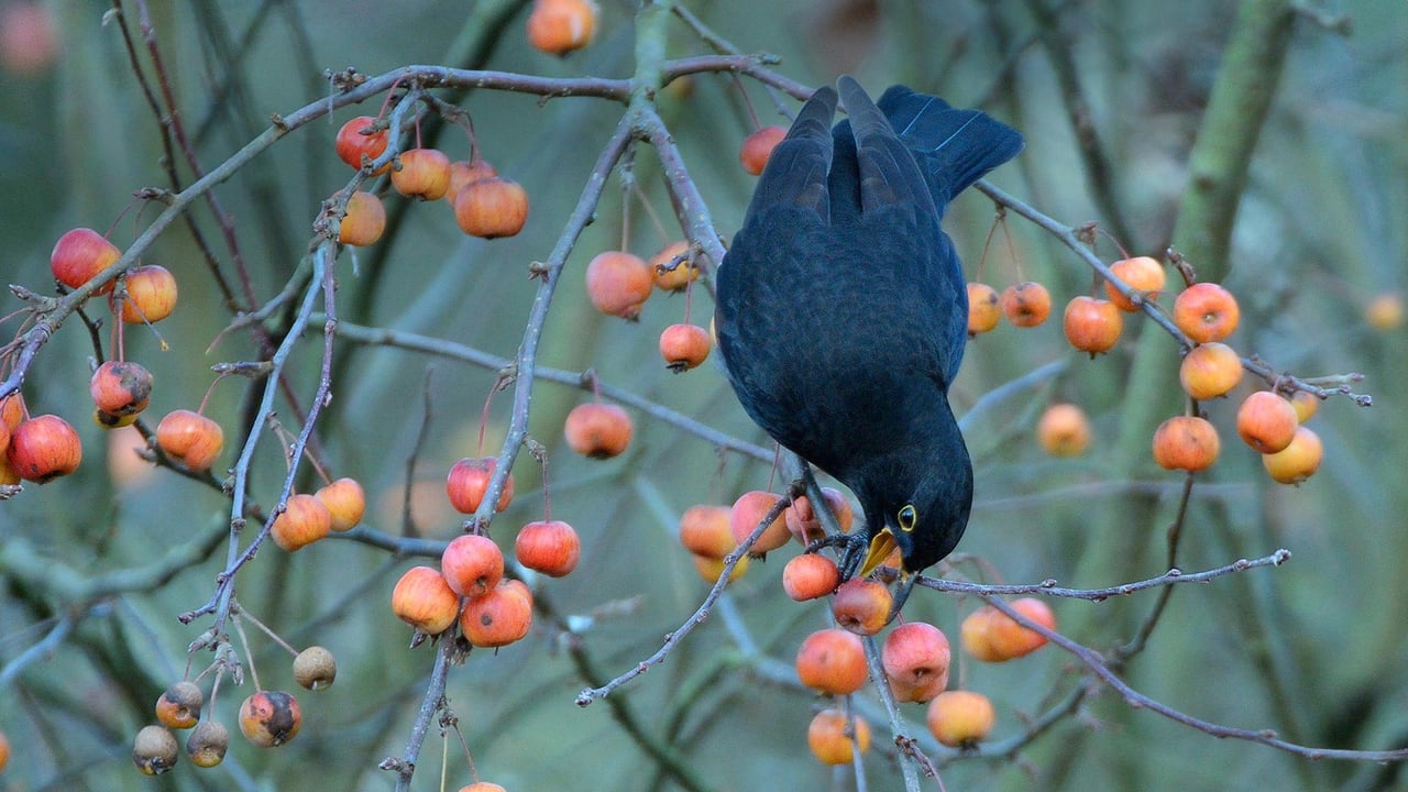 Blackbird eating a crab apple in a garden in Wiltshire, United Kingdom (© Nick Upton/Minden Pictures) desktop wallpaper