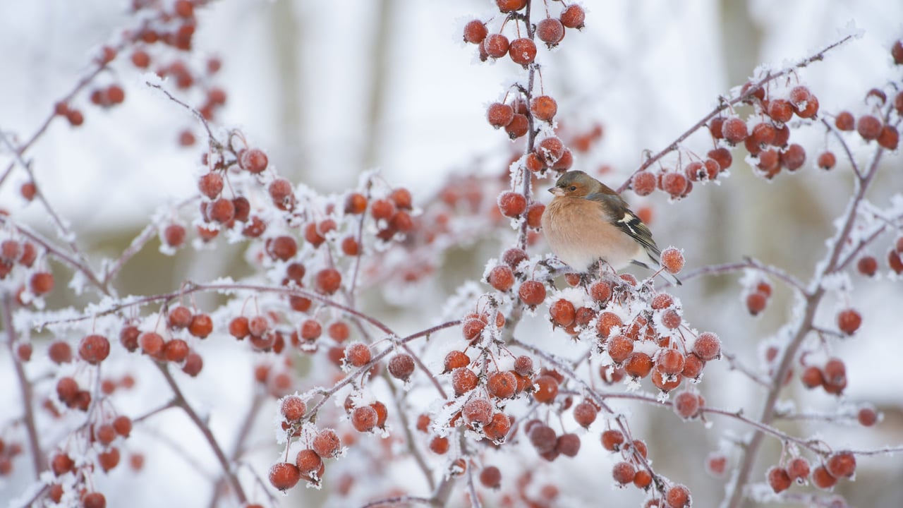 Male chaffinch perched on a crab apple tree in winter (© Mark Hamblin/2020VISION/Minden Pictures) desktop wallpaper