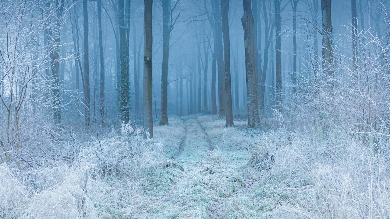 Beech woodland in hoarfrost, Cranborne Chase, Dorset, England (© Guy Edwardes/Minden Pictures) desktop wallpaper