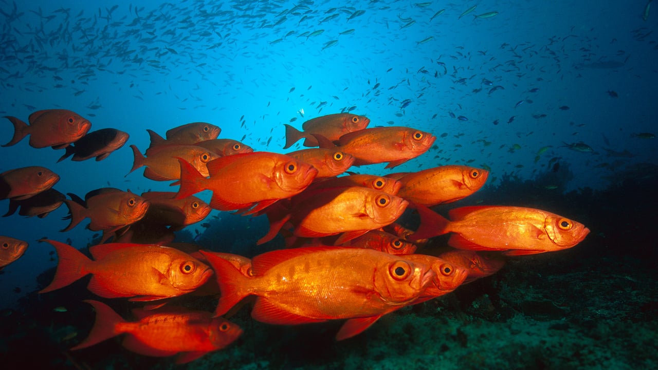 Crescent-tail bigeye fish in the Great Barrier Reef, Australia (© Fred Bavendam/Minden Pictures) desktop wallpaper