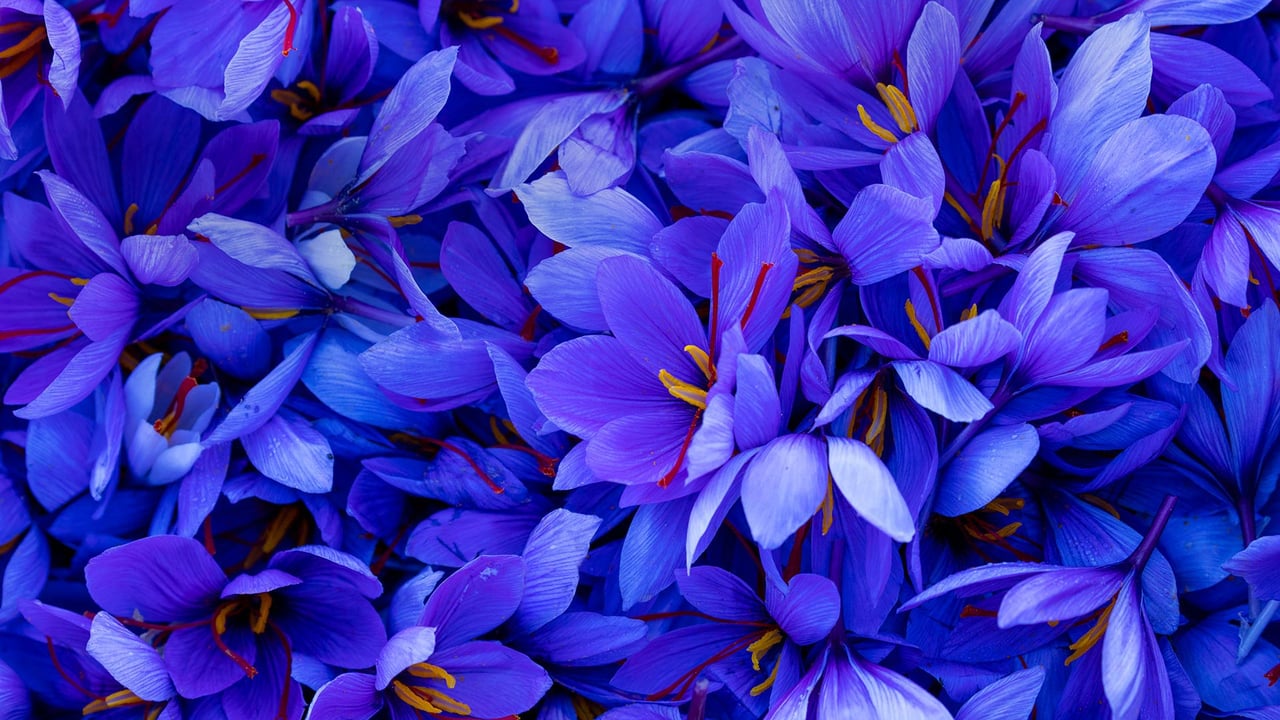 Saffron crocus flowers in Spain (© Juan-Carlos Munoz/Minden Pictures) desktop wallpaper
