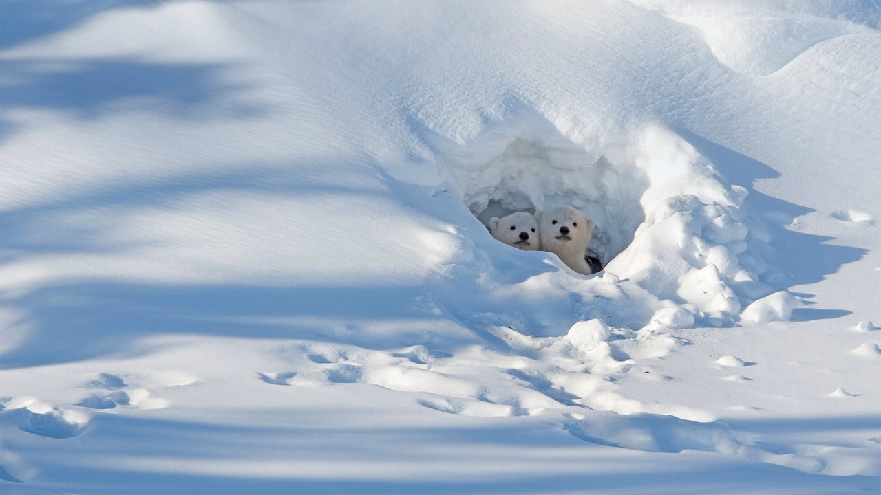 Polar bear cubs looking out of their den in Wapusk National Park, Manitoba, Canada (© Robert Harding/Alamy) desktop wallpaper