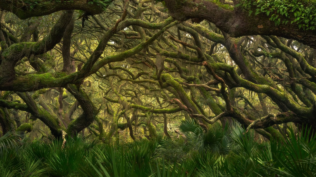 Maritime forest in Cumberland Island National Seashore, Georgia (© Chris Moore/TANDEM Stills + Motion) desktop wallpaper