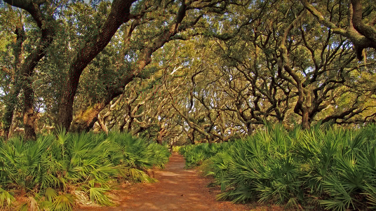 Cumberland Island National Seashore, Georgia (© Wilsilver77/Getty Images Plus) desktop wallpaper
